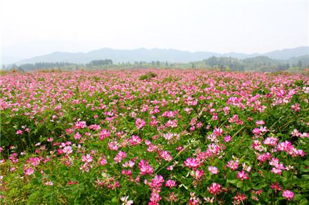 紫云英开花欣赏