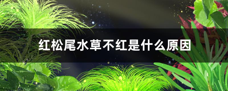 红松尾水草不红是怎么解决什么原因，怎么解决