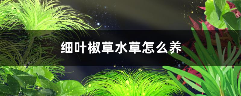 细叶椒草水草好养吗，怎么养