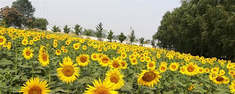 向日葵象征什么意义，花期向日葵的向日向日花期