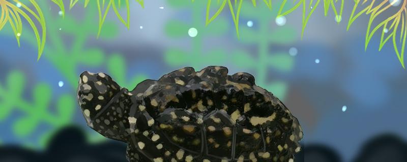 斑点池龟可以混养吗，怎么养