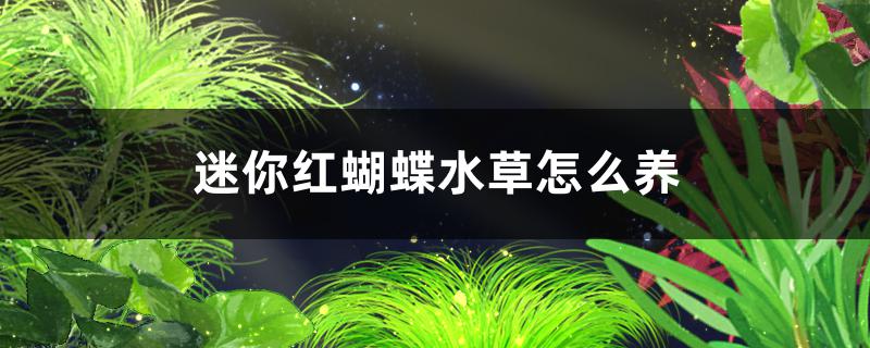 迷你红蝴蝶水草好养吗，怎么养