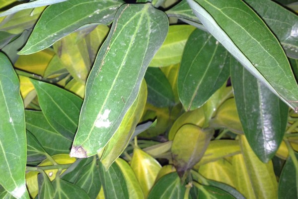 平安树的叶子“皱巴巴”，4个小方法，帮它恢复往日生机！