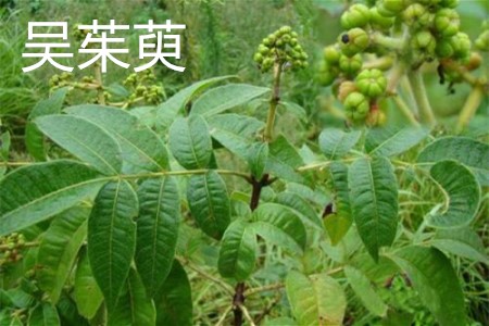 吴茱萸