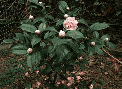 茶花上盆