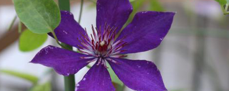 《流星花圃菜寺场篇》电视剧