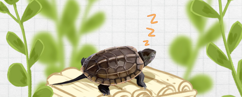 草龟冬眠什么时候结束，冬眠结束后怎么办