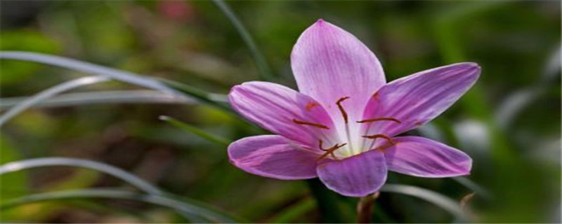 韭菜兰什么季节换盆