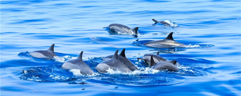 海豚是可淡淡水生物吗，可以在淡水中生存吗