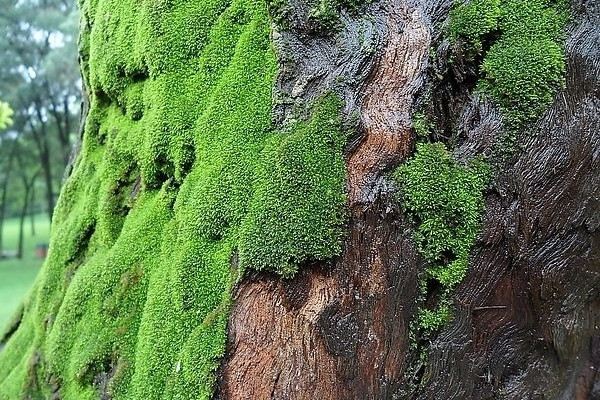 苔藓发黄、发白、发黑是怎么回事