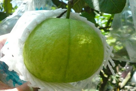 《沃祸植物学问大年夜大年夜百科》动漫