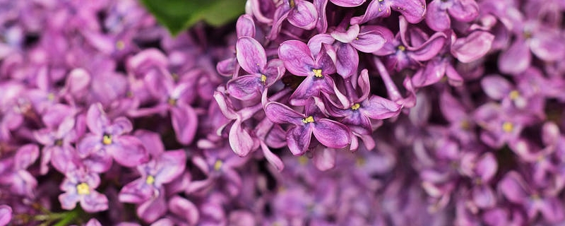 盆栽丁香花怎么过冬，香花冬天丁香花的叶子会掉光吗