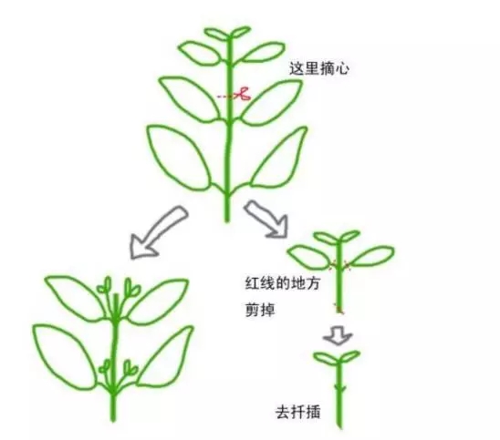 烧伤怎么止痛 治疗烧伤的偏方有哪些