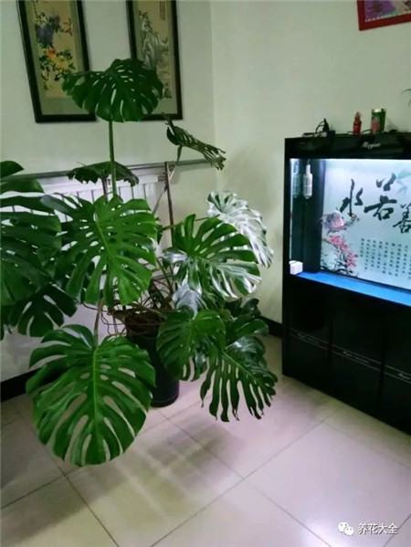 夏季适合养的植物