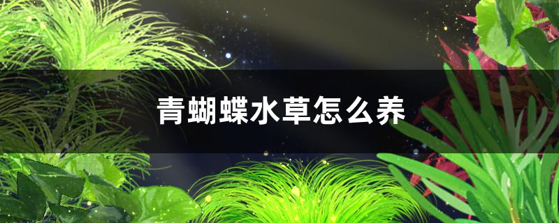 青蝴蝶水草好养吗，怎么养