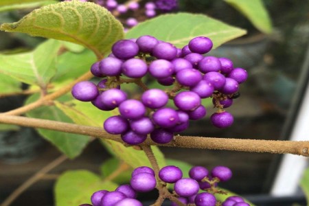 紫珠草