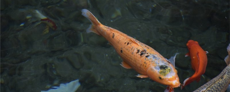 锦鲤不打氧能养吗，锦鲤不打氧怎么养