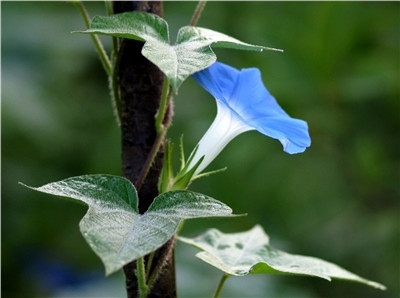 牵牛花什么季节开花