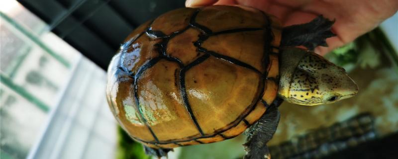 头盔龟怎么养头纹