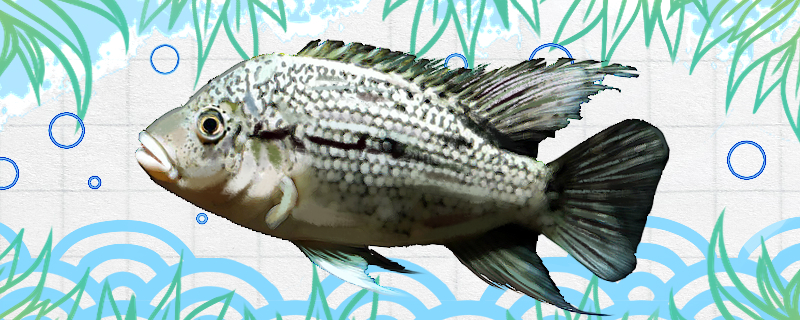 海地野人鱼好养吗，怎么养