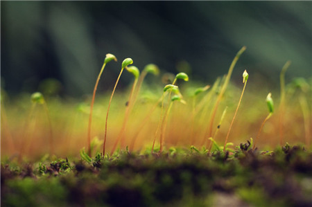 苔藓植物长白丝发霉