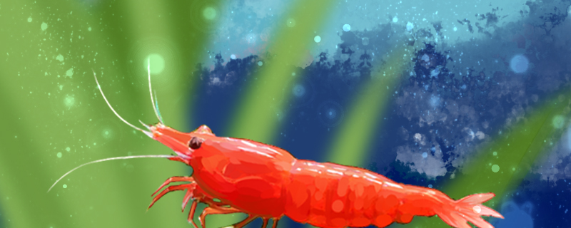 极火虾寿命多长，能长多大