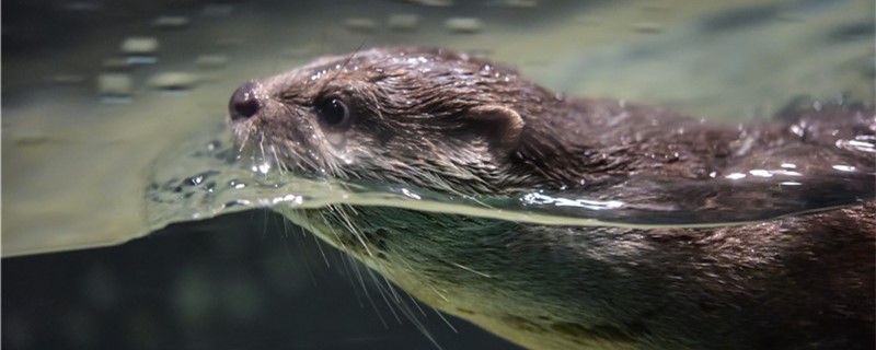 水獭和貂是一种生物吗，有什么区别