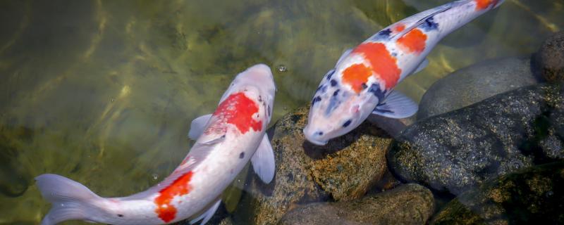 锦鲤会变色吗，色让怎么让锦鲤增色