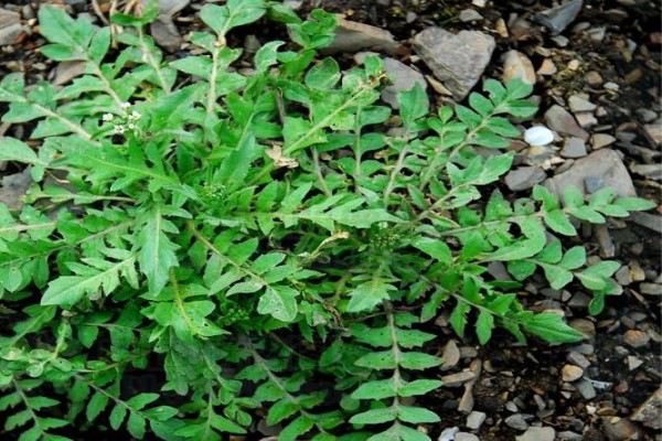 ​阳台种植荠菜的方法 在种植前首先要选择好合适的土壤