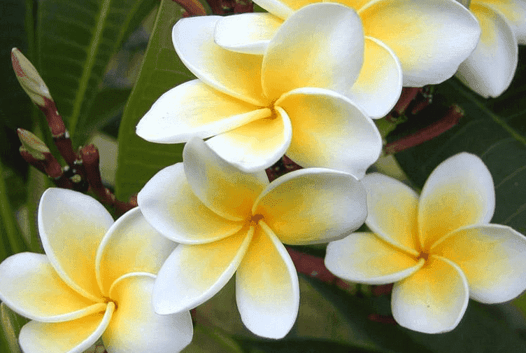 鸡蛋花