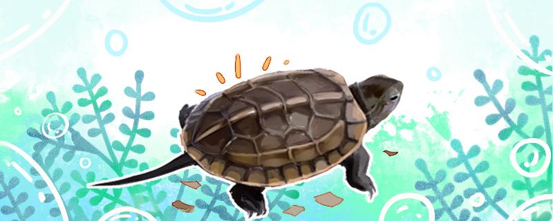 中华草龟怎么养成墨龟，杂交草龟能养成墨龟吗