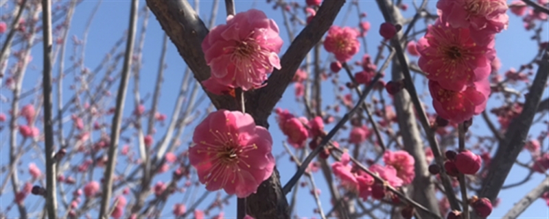 什么时候给梅花换盆，梅花换盆后马上浇水吗