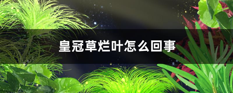 皇冠草烂叶是怎么回事，怎么处理