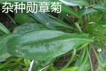 杂种勋章菊