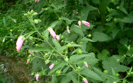 地桃花植株