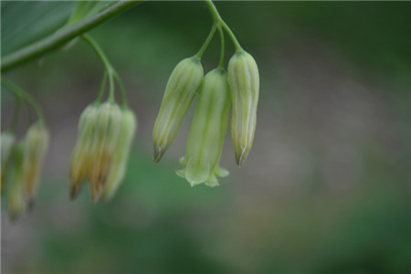 多花黄精的花朵