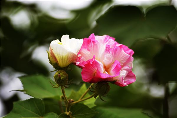 盆栽芙蓉花的芙蓉方法养殖方法