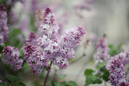 居室宜养能分泌杀菌素的花卉