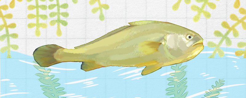 黄花鱼跟小黄鱼是一个品种吗，有什么区别