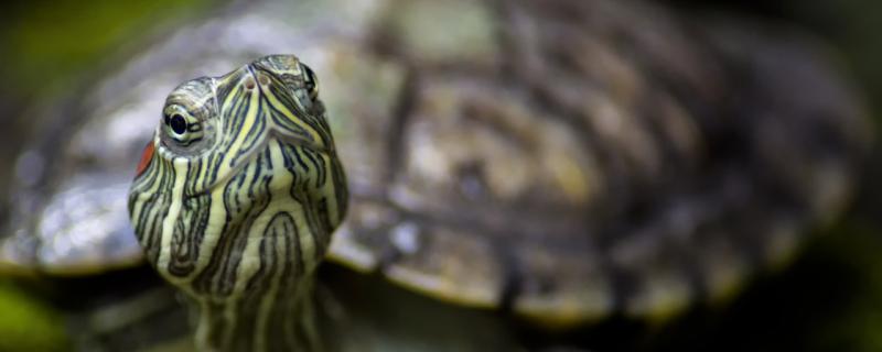 巴西龟几岁下蛋，在什么环境中下蛋