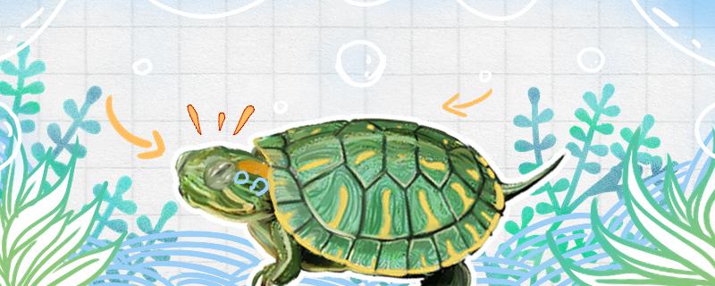 巴西龟能不行放深水缸里养，水位众高适宜
