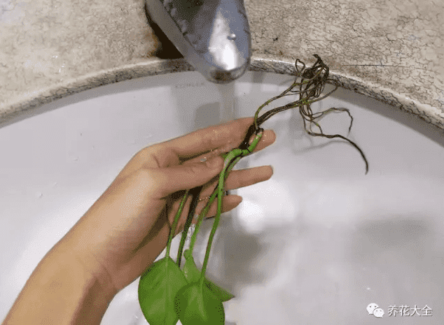 轻轻冲洗植物