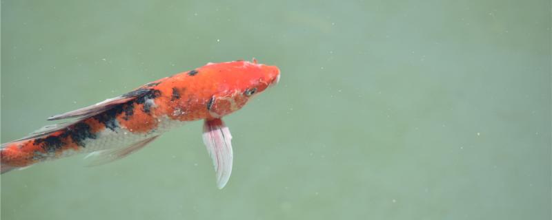 30cm锦鲤一天喂多少克，怎么给锦鲤喂食