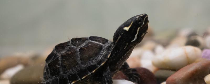 麝香龟会咬其它乌龟吗，可以和什么乌龟一起养