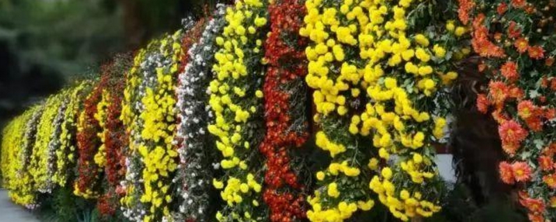 悬崖菊的养殖方法和注意事项