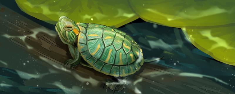巴西龟是什么龟，为什么不能放生