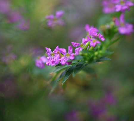 紫萼距花