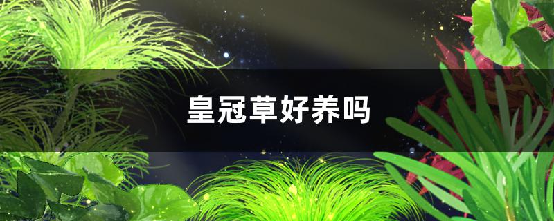 皇冠草好养吗，可以插在底砂里吗