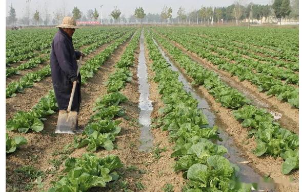 种植白菜有什么方法 种植白菜需要捆扎吗