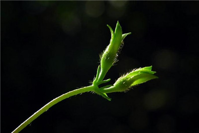 《贝乐虎植物系列STEAM积木拼拆》动漫